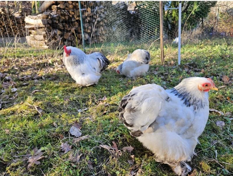 Oeufs de Pékin blanc hermine noir