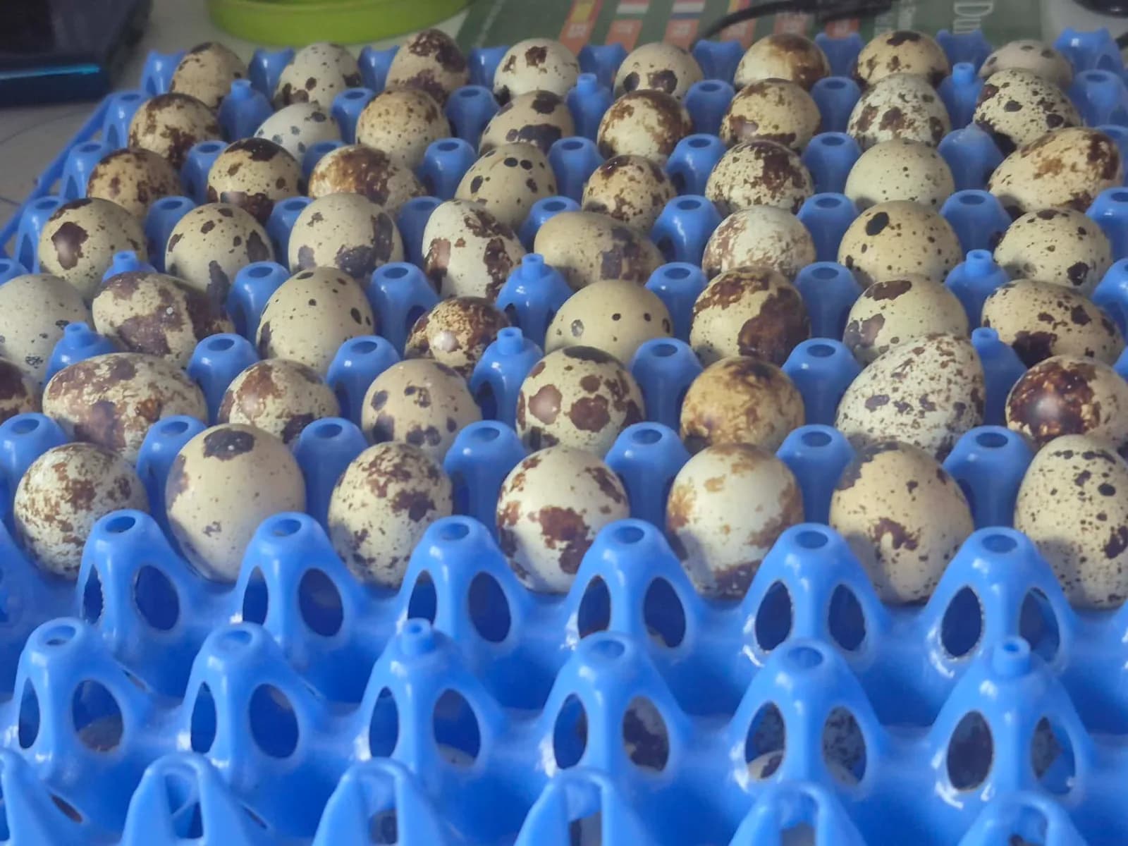Vente d'oeufs de cailles fécondés du Japon par lot de 12.